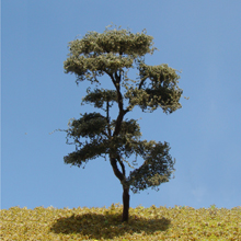 model trees